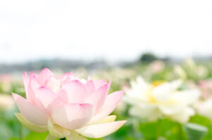 LOTUS: Ένα λουλούδι στην υπηρεσία της ομορφιάς
