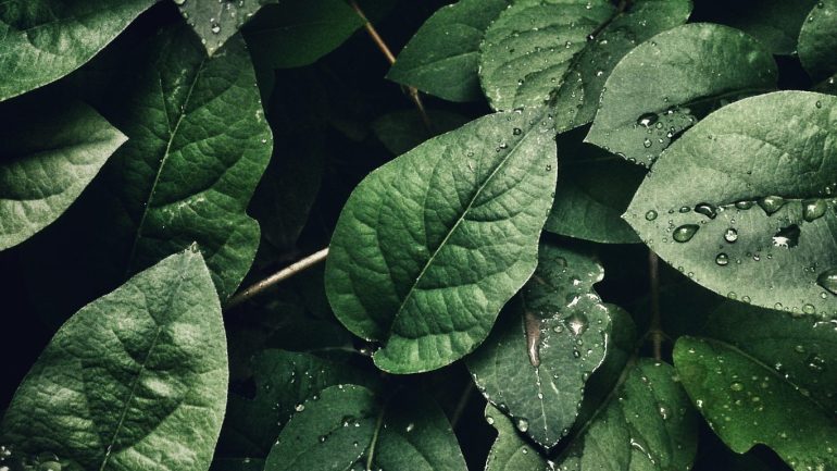 βιολογικακαλλυντικα-elmeliabio-blog