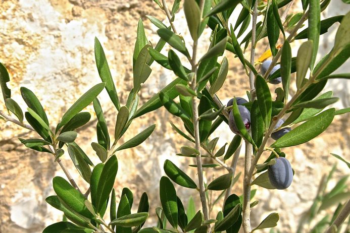 βιολογικά-καλλυντικά-blog-elmeliabio