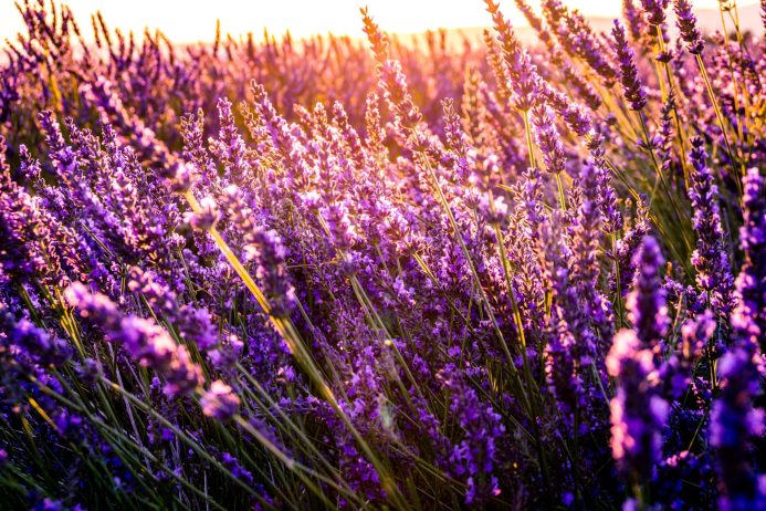 βιολογικά-καλλυντικά-blog-elmeliabio